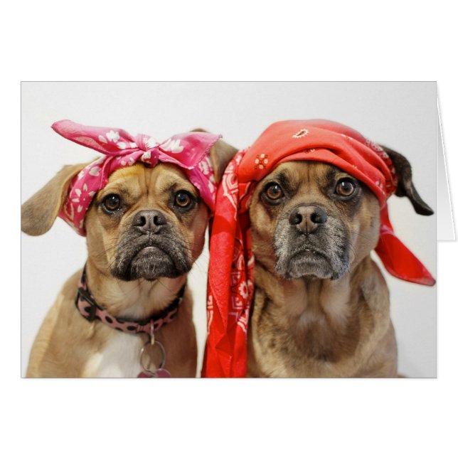 Thuggles (正面横)