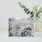 Thunberg's meadowsweet ポストカード (スタンド正面)