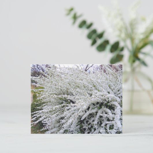 Thunberg's meadowsweet ポストカード (スタンド正面)