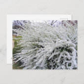 Thunberg's meadowsweet ポストカード (正面/裏面)