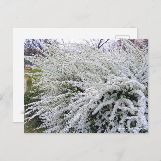 Thunberg's meadowsweet ポストカード (正面/裏面)