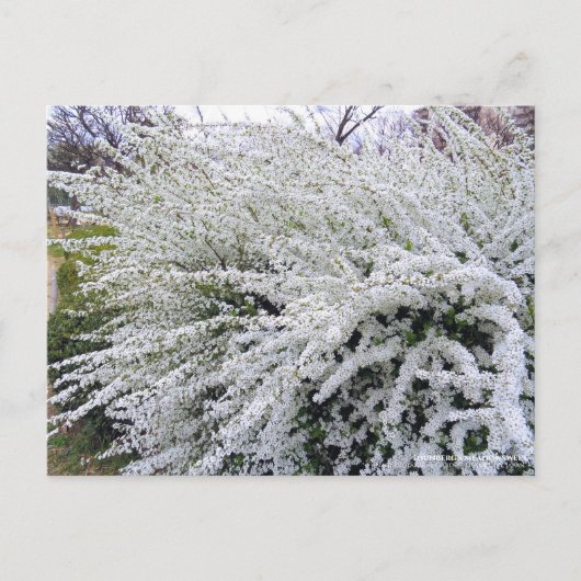 Thunberg's meadowsweet ポストカード (正面)