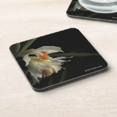 Thunia Marshalliana コースター (左側)