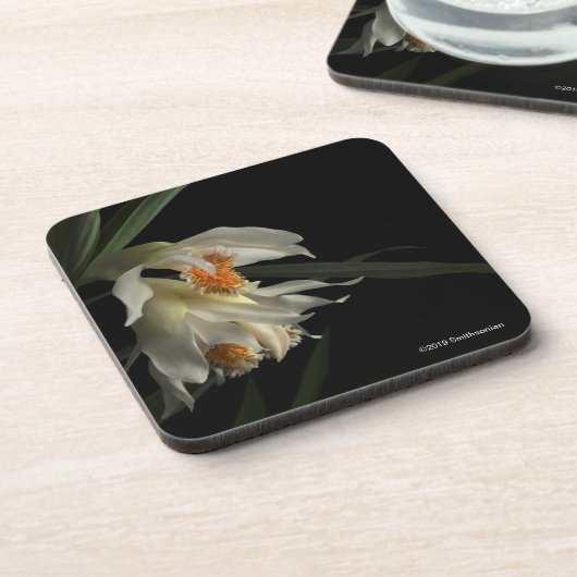 Thunia Marshalliana コースター (左側)