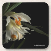 Thunia Marshalliana コースター (正面)