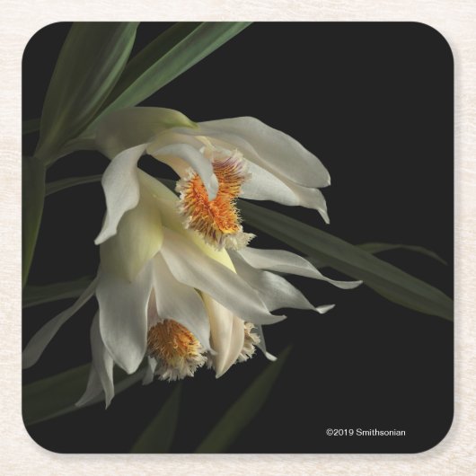 Thunia Marshalliana スクエアペーパーコースター (正面)