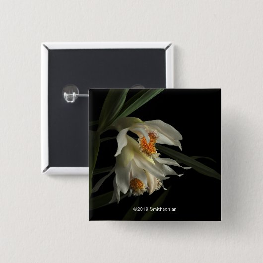 Thunia Marshalliana 缶バッジ (正面&裏面)