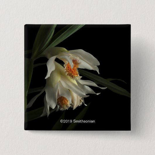 Thunia Marshalliana 缶バッジ (正面)