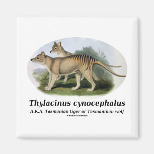 Thylacinusのcynocephalus (タスマニアトラかオオカミ) マグネット