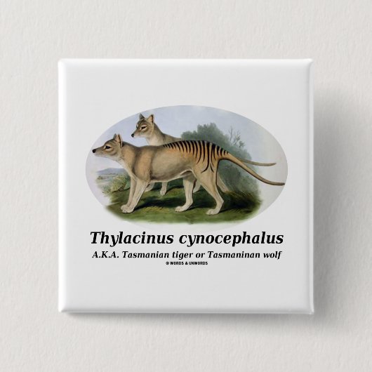 Thylacinusのcynocephalus (タスマニアトラかオオカミ) 缶バッジ (正面)