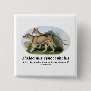 Thylacinusのcynocephalus (タスマニアトラかオオカミ) 缶バッジ