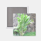 Ti葉植物磁石 マグネット (正面/裏面)