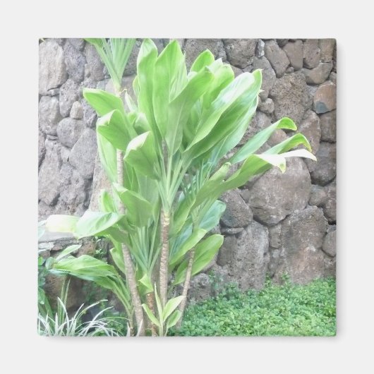 Ti葉植物磁石 マグネット (正面)