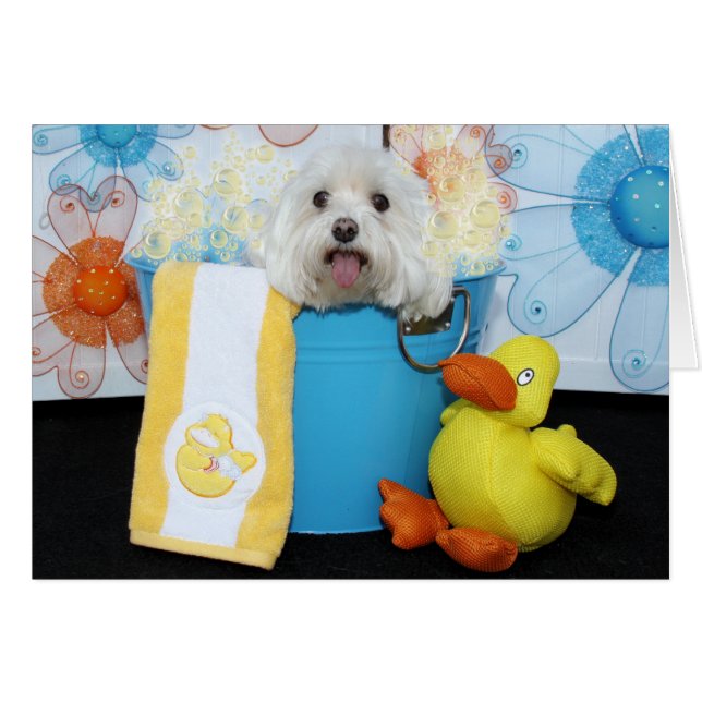 Tia -マルチーズ (正面横)