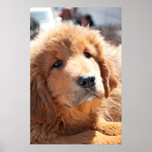 Tibetan Mastiff pup ポスター