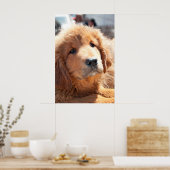 Tibetan Mastiff pup ポスター (キッチン)