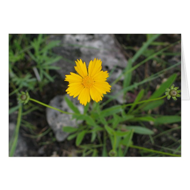 TickseedのCoreopsis (正面横)