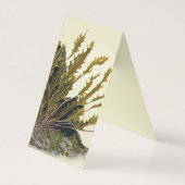 Tidal Fronds (正面)