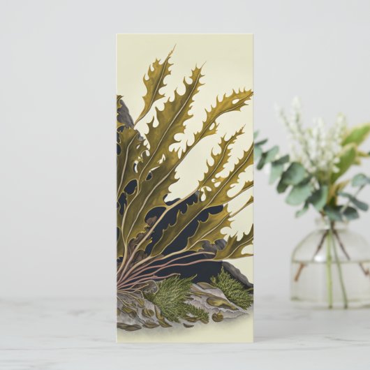 Tidal Fronds (スタンド正面)