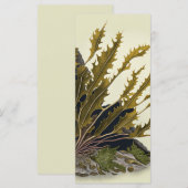 Tidal Fronds (正面/裏面)
