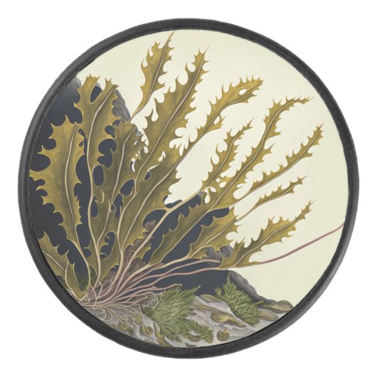 Tidal Fronds アイスホッケーパック (正面)