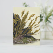 Tidal Fronds カード (スタンド正面)