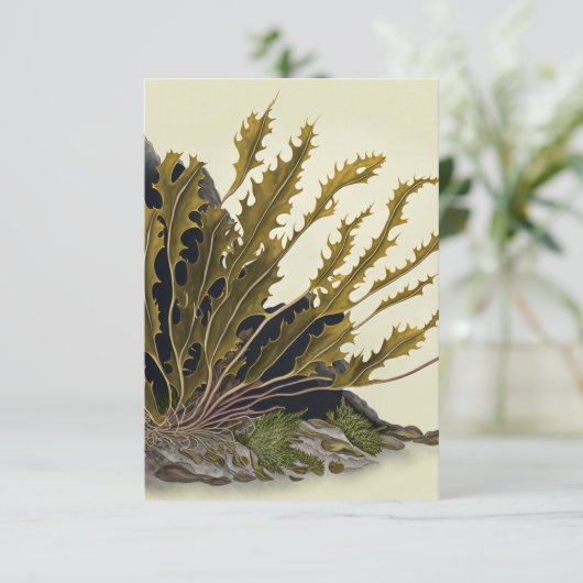 Tidal Fronds カード (スタンド正面)