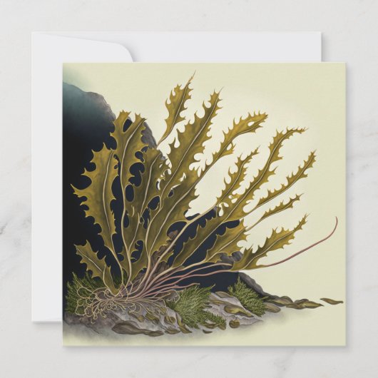 Tidal Fronds カード (正面)