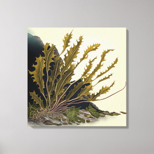 Tidal Fronds キャンバスプリント (正面)