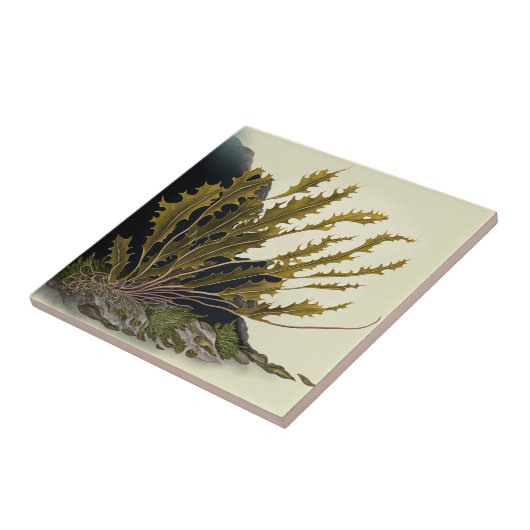 Tidal Fronds タイル (側面)