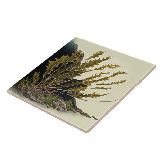 Tidal Fronds タイル (側面)