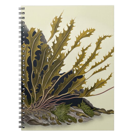 Tidal Fronds ノートブック (正面)