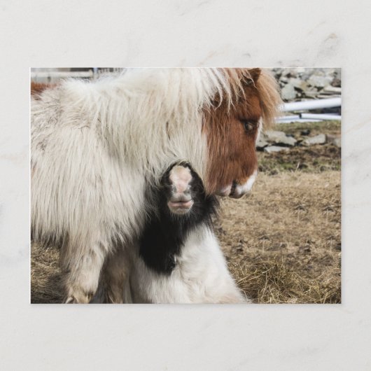 TIddlesおよび嵐の明白な郵便はがき ポストカード (正面)