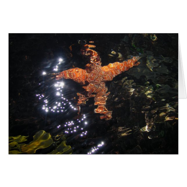 Tidepoolのヒトデ (正面横)