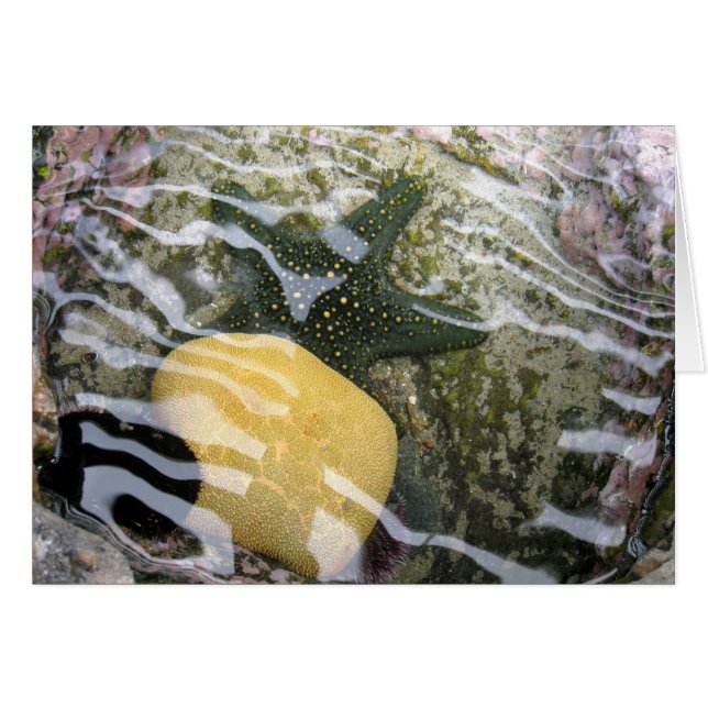 Tidepool (正面横)