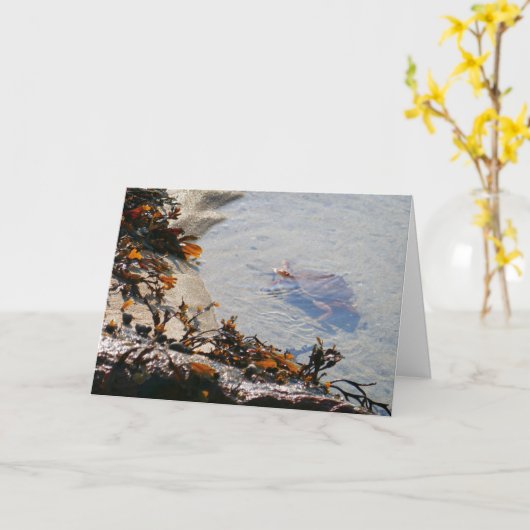 Tidepool at Sand Beach カード (黄色い花)