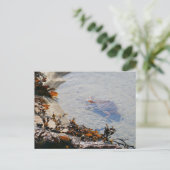 Tidepool at Sand Beach ポストカード (スタンド正面)