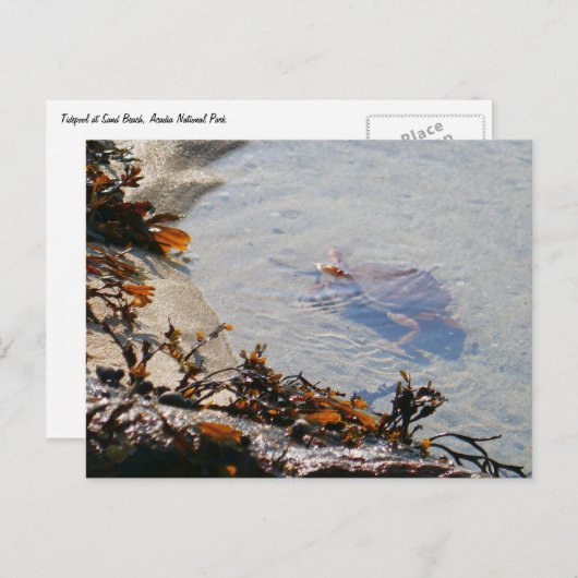 Tidepool at Sand Beach ポストカード (正面/裏面)