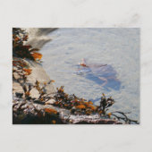 Tidepool at Sand Beach ポストカード (正面)