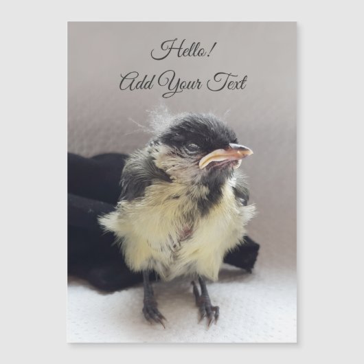Tidi my bird the Parus磁気カ専攻のード (正面)