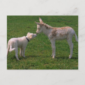 Tierfreundschaft,junger Esel mit Hund, ポストカード