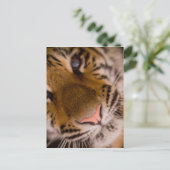 Tigerクローズアップビューはがき ポストカード (スタンド正面)