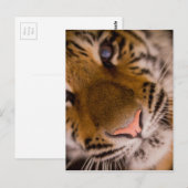 Tigerクローズアップビューはがき ポストカード (正面/裏面)