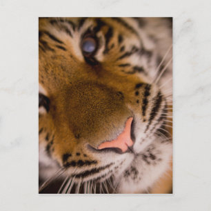 Tigerクローズアップビューはがき ポストカード