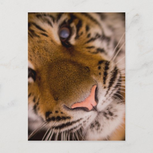 Tigerクローズアップビューはがき ポストカード (正面)