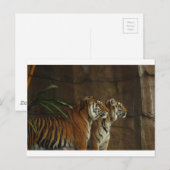 tigerプリント猫のカスタム命日のパーソナライズ ポストカード (正面/裏面)