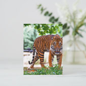 tigerプリント猫のカスタム命日のパーソナライズ ポストカード (スタンド正面)