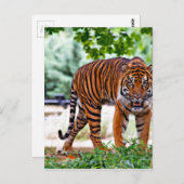 tigerプリント猫のカスタム命日のパーソナライズ ポストカード (正面/裏面)