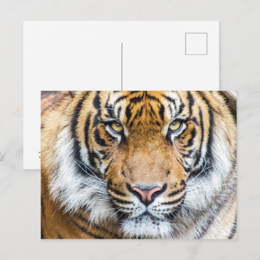 Tiger顔写真 ポストカード (正面/裏面)