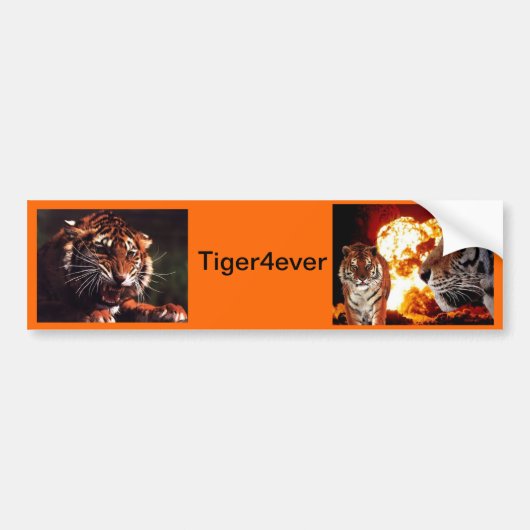 Tiger4ever バンパーステッカー (正面)